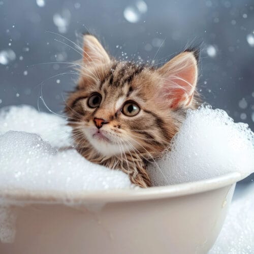 Petit Chat dans un Bain