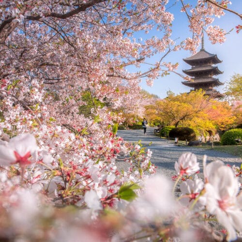 Fleurs de Cerisier à Kyoto