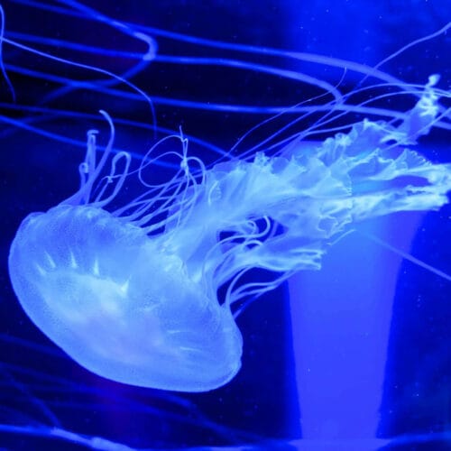 Méduse en eau profonde