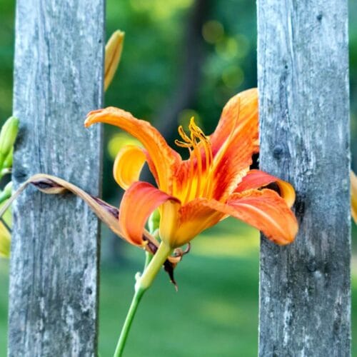 Fleur orange éclatante entre les planches