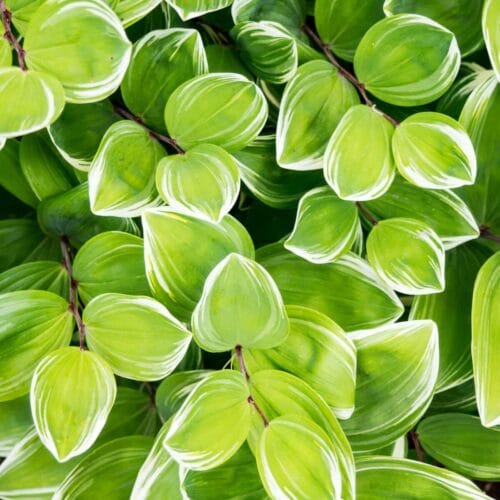 Feuillage luxuriant aux nuances vertes