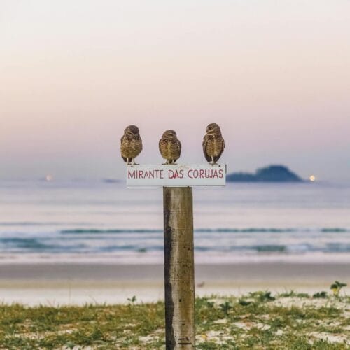 Chouettes sur un Poteau