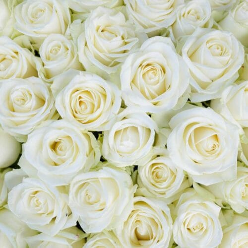 Bouquet de Roses Blanches
