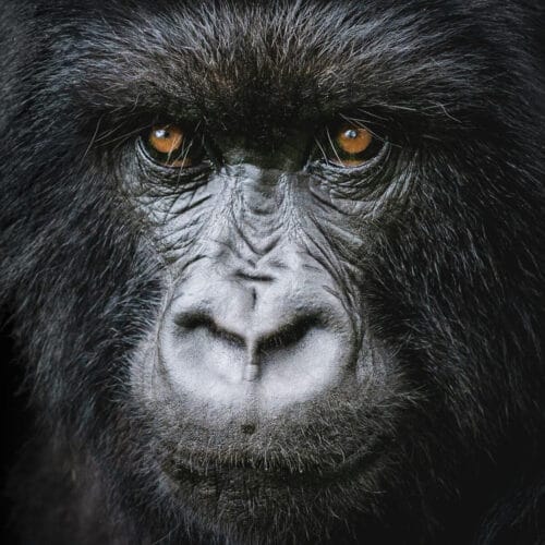 Portrait de Gorille