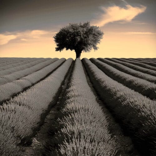 Champ de lavande et arbre solitaire