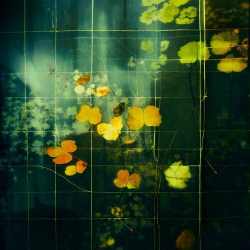 Feuilles lumineuses