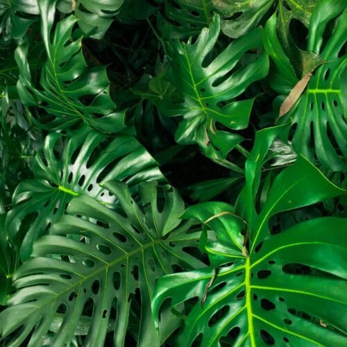 Feuilles vertes tropicales