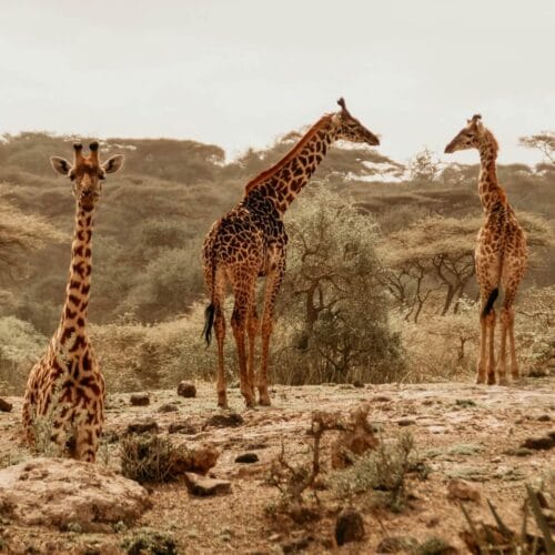 Girafes en savane