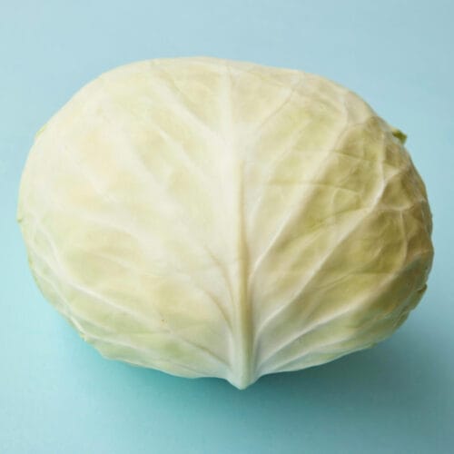 Chou blanc sur fond bleu