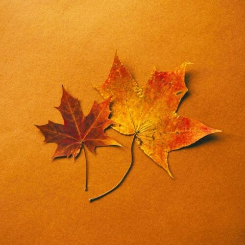 Feuilles d'automne