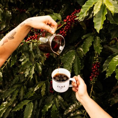 Versement de Café Fraîchement Préparé