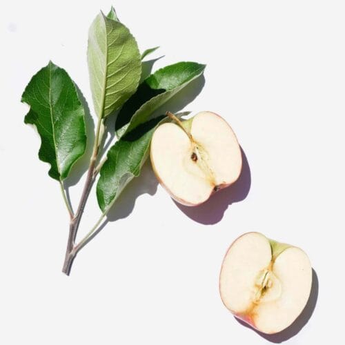 Feuille de Pommier et Pomme Coupée