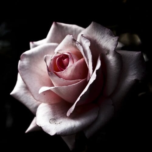 Rose en gros plan
