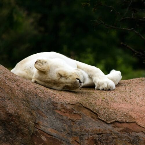 Lion blanc endormi