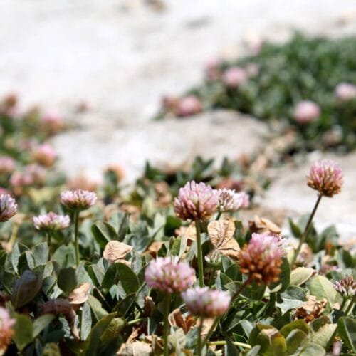 Fleurs de trèfle au printemps