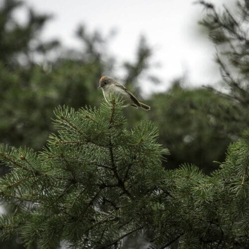 Oiseau sur une branche