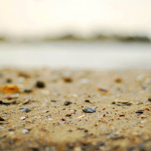 Coquillage sur la plage