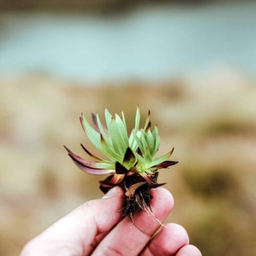 Plante succulente en gros plan
