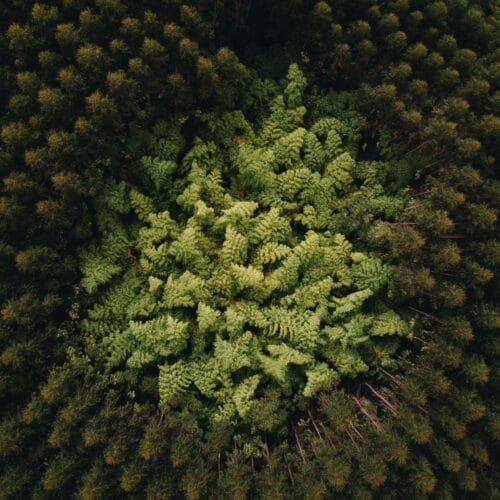 Forêt vue du ciel