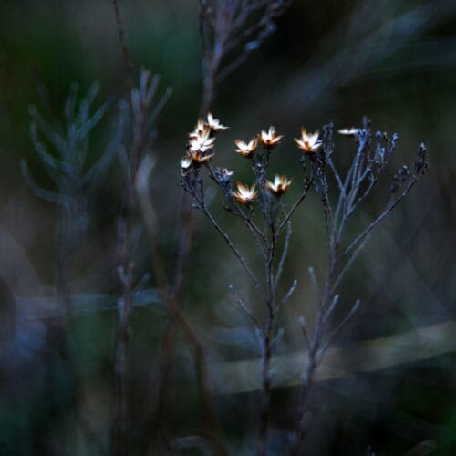 Fleurs séchées sous la lumière