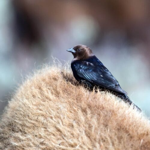Oiseau perché