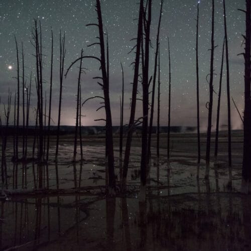 Arbres morts sous un ciel étoilé