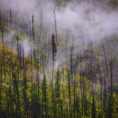 Forêt embrumée