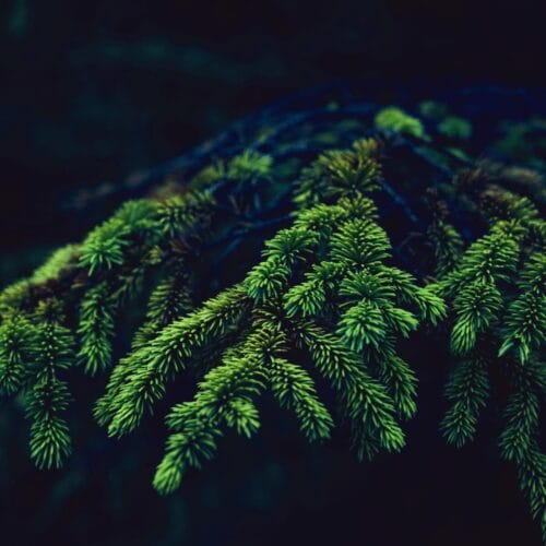 Branches de pin vert