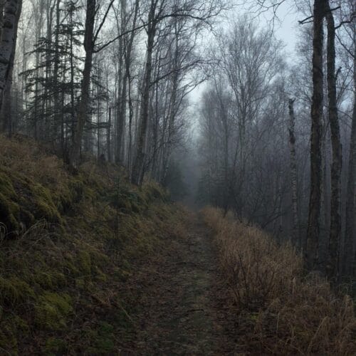 Chemin forestier embrumé