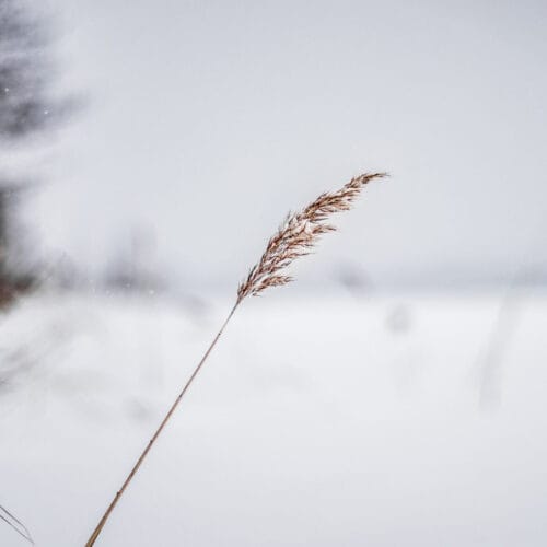 Herbe solitaire sous la neige