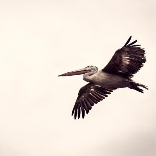 Oiseau majestueux en plein vol