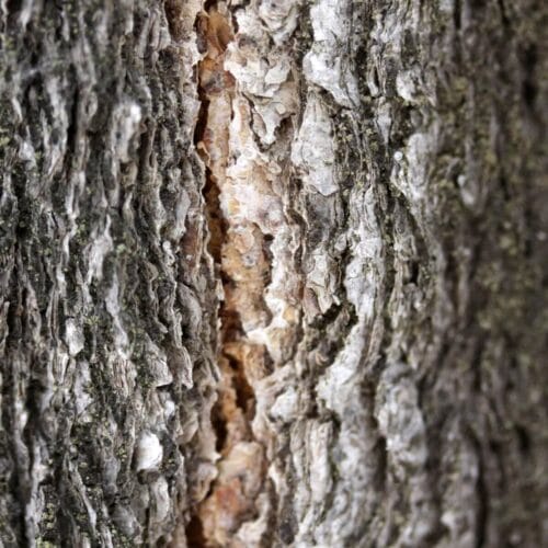 Écorce d'arbre en gros plan