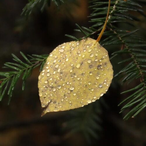 Feuille ornée de gouttelettes de rosée