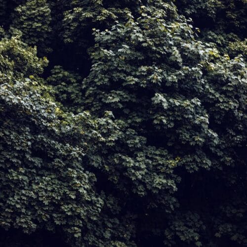 Feuillage dense d'arbres