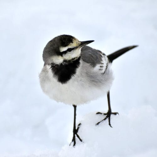 Petit oiseau dans la neige