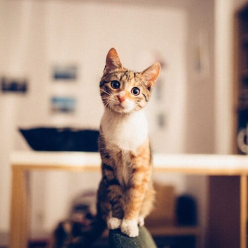 Chat curieux dans une ambiance chaleureuse