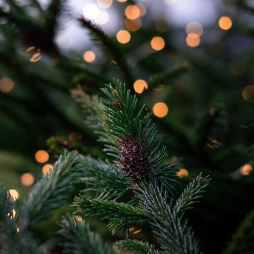 Branche de sapin avec des lumières en arrière-plan