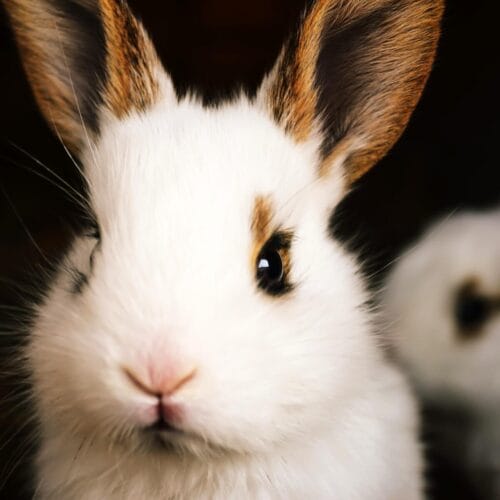 Portrait d'un lapin blanc