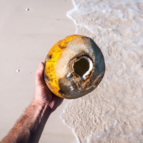Noix de coco sur une plage