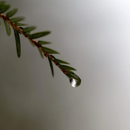 Goutte de Rosée sur une Branche de Pin