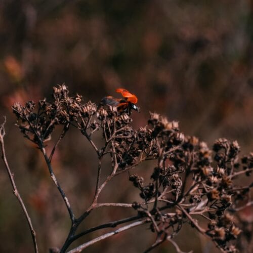 Coccinelle Rouge sur Branche Sèche