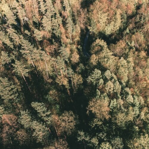 Vue Aérienne d'une Forêt Dense