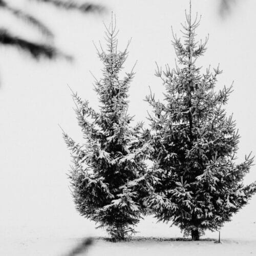 Sapin Enneigé en Noir et Blanc