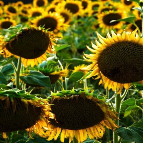 Champs de Tournesols