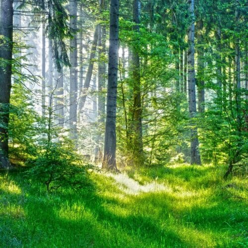 Forêt verdoyante sous la lumière du matin