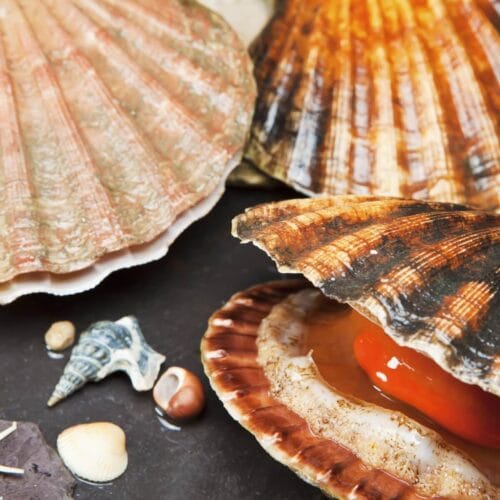 Coquillages marins
