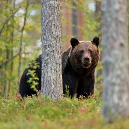 Ours brun dans la forêt