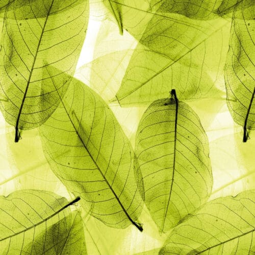 Feuilles vertes translucides