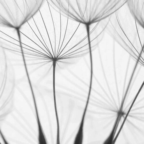 Macro de graines de pissenlit