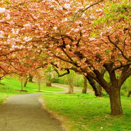 Chemin sous des cerisiers en fleurs